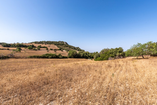 Amazing plot with building license