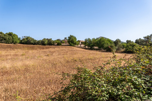 Amazing plot with building license