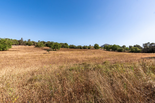 Amazing plot with building license