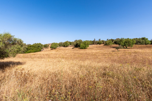 Amazing plot with building license